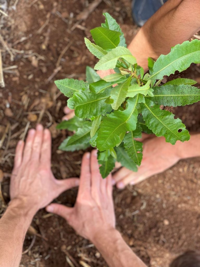 Plant-your-tree